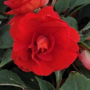 Impatiens Double Glimmer Dark Red
