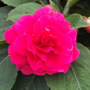 Impatiens Double Glimmer Hot Pink