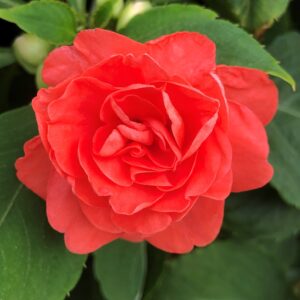 Impatiens Double Glimmer Salmon