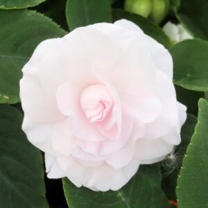 Impatiens Double Glimmer White