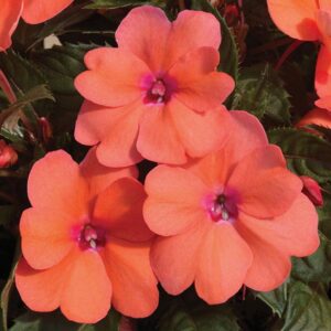 Impatiens SunPatiens Compact Coral Pink