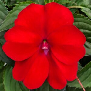 Impatiens SunPatiens Compact Deep Red