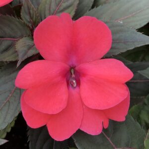 Impatiens SunPatiens Compact Deep Rose