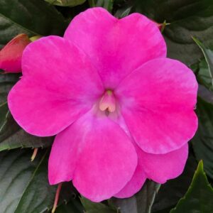 Impatiens SunPatiens Compact Hot Pink