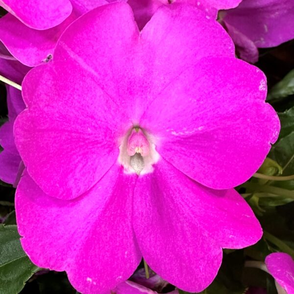 Impatiens SunPatiens Compact Lavender
