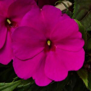 Impatiens SunPatiens Compact Purple
