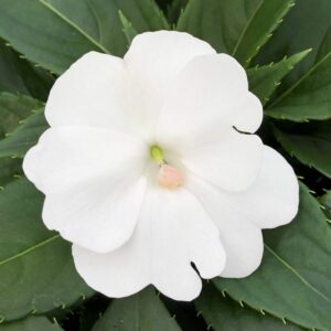 Impatiens SunPatiens Compact Classic White