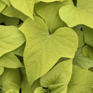 Ipomoea Marguerite