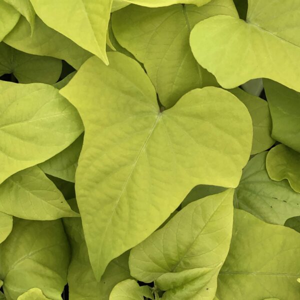 Ipomoea Marguerite