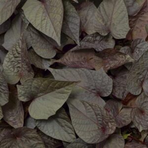 Ipomoea Sidekick Heart Black