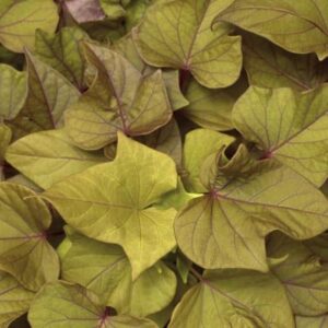 Ipomoea Sidekick Heart Bronze