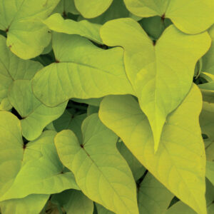 Ipomoea Sidekick Heart Lime