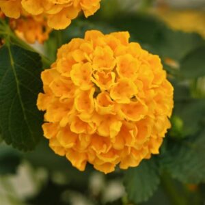 Lantana Lucky Gold