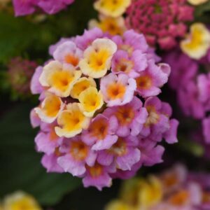Lantana Lucky Pink