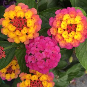 Lantana Lucky Sunrise Rose
