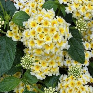 Lantana Shamrock Butterscotch Glow