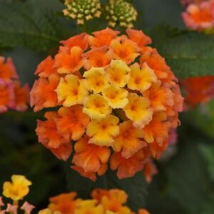 Lantana Shamrock Peach