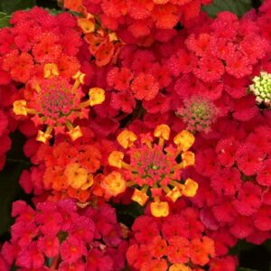 Lantana Shamrock Red