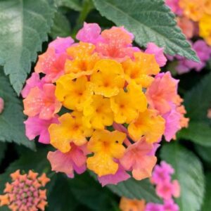 Lantana Shamrock Rose Gold
