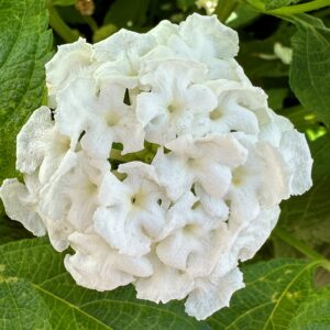 Lantana Shamrock White