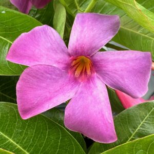 Mandevilla Sun Parasol Original XP Bluephoria