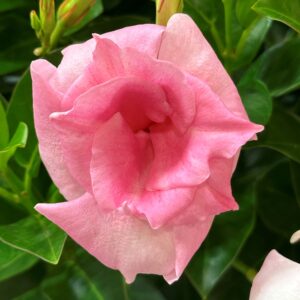 Mandevilla Sun Parasol Original XP Double Pink Blush