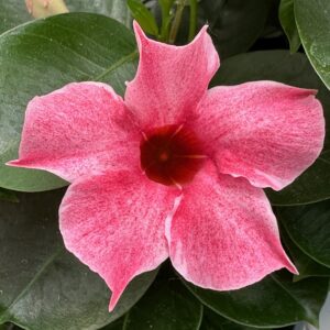 Mandevilla Sun Parasol Original XP Mauvelous