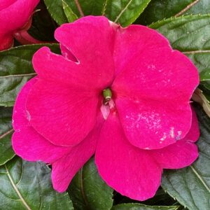 New Guinea Impatiens Sonic Deep Purple