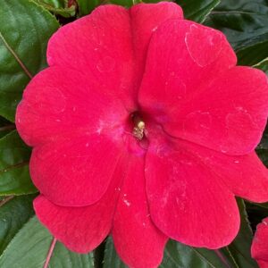 New Guinea Impatiens Sonic Deep Red