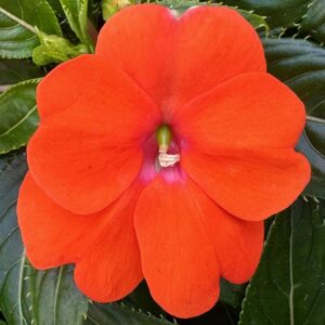 New Guinea Impatiens Sonic Orange
