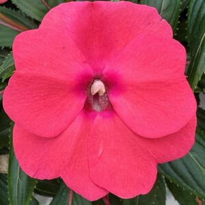 New Guinea Impatiens Sonic Pink