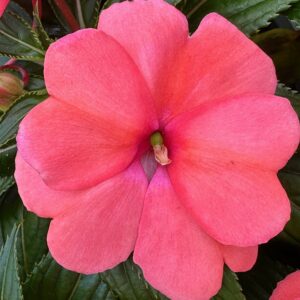 New Guinea Impatiens Sonic Salmon