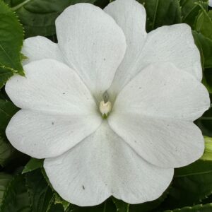 New Guinea Impatiens Sonic White