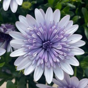 Osteospermum 4D Blue Ice