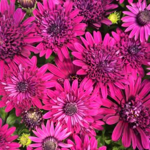 Osteospermum 4D Purple