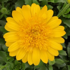 Osteospermum 4D Yellow