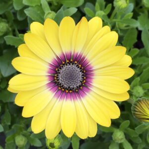 Osteospermum Blue Eyed Beauty