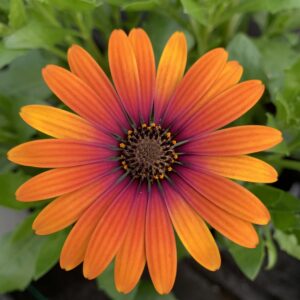Osteospermum Zion Purple Sun