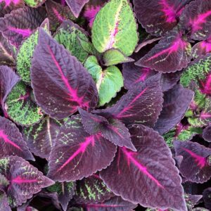 Perilla Magilla Purple