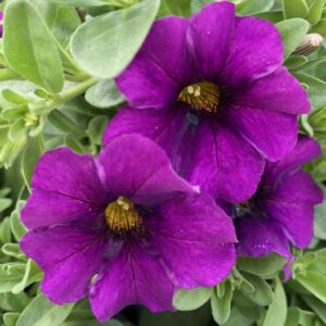 Petchoa SuperCal Blue