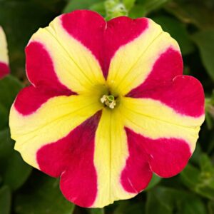 Petunia Amore Queen of Hearts