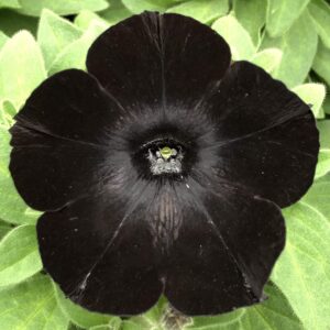 Petunia Black Magic