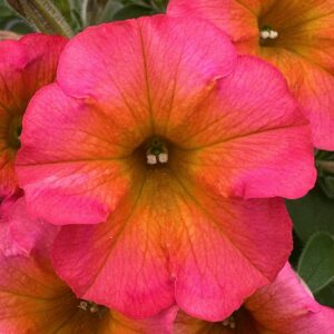 Petunia Flower Shower Mayan Sunset