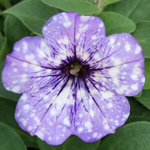 Petunia Headliner Crystal Sky