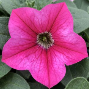 Petunia Headliner Lipstick