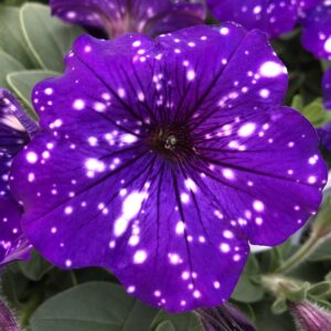Petunia Headliner Night Sky
