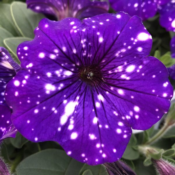 Petunia Headliner Night Sky