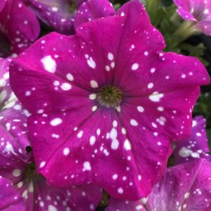 Petunia Headliner Pink Sky