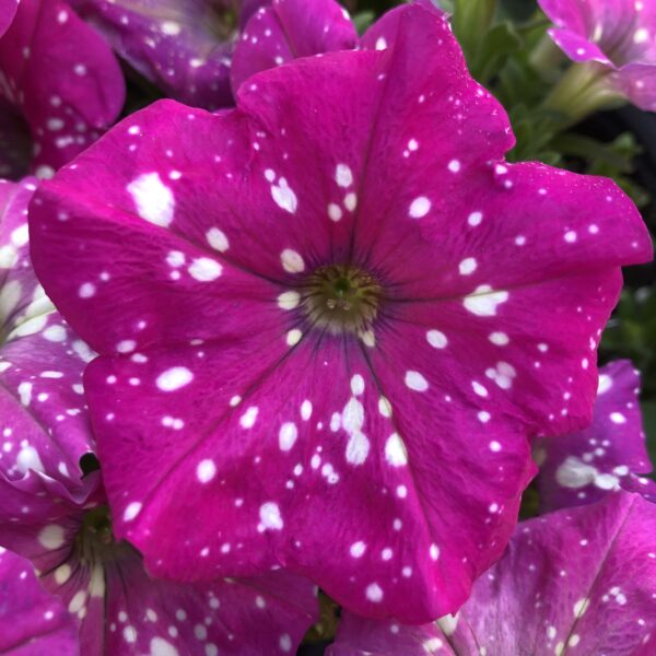 Petunia Headliner Pink Sky