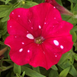 Petunia Headliner Strawberry Sky